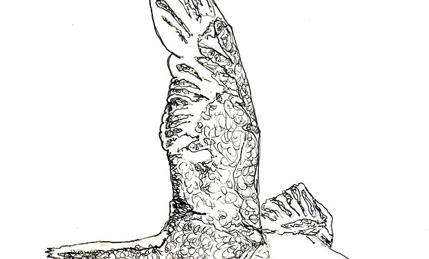 Northern Fulmar