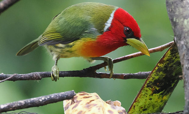 Red-headed Barbet