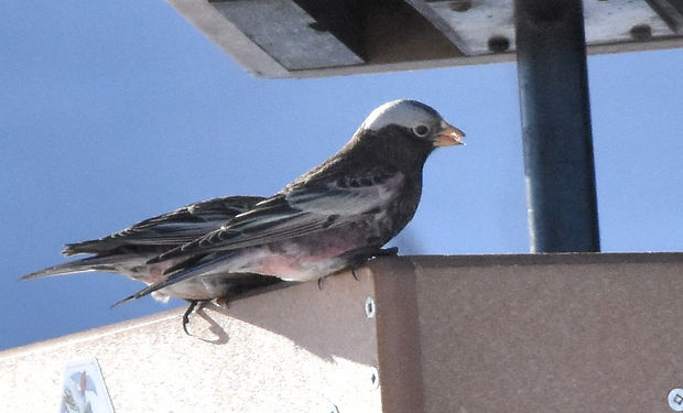 Black Rosy-Finch
