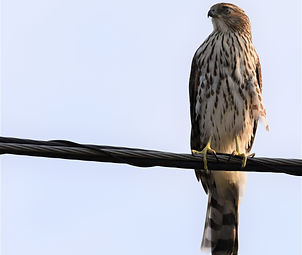Sharp-Shinned Hawk