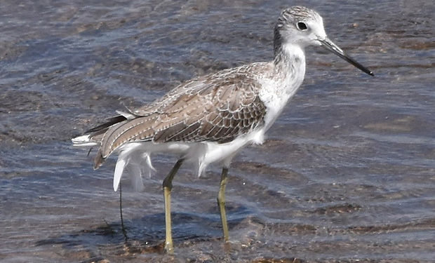 Common Greenshank