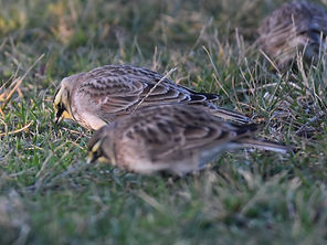 Horned Lark