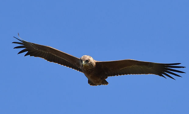 Bateleur