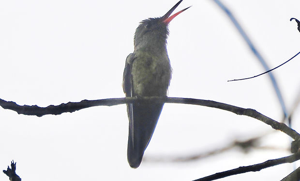 Scaly-breasted Hummingbird