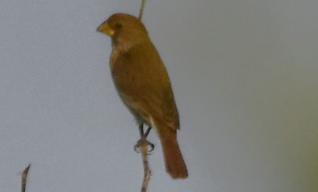 Grosbeak Weaver