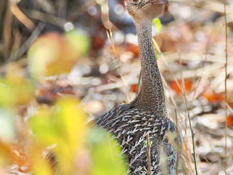 Bustard & Ostrich & Secretarybirds, Oh My!