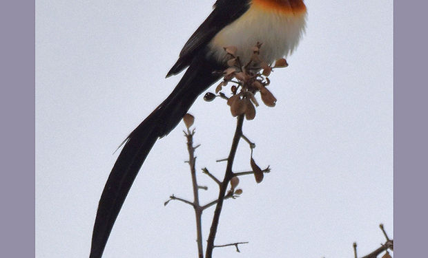 Eastern Paradise-Whydah