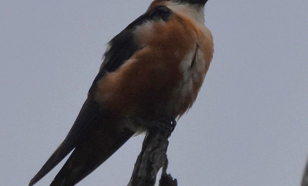 Mosque Swallow