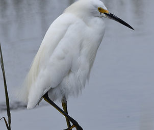Snowy Egret
