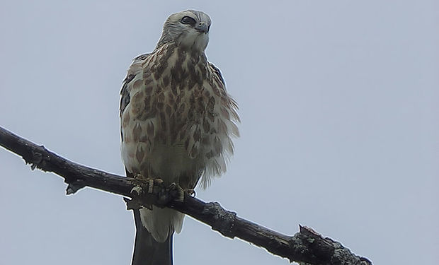 Mississippi Kite