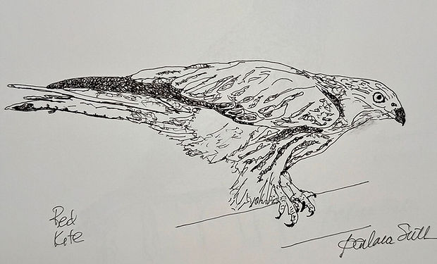 Red Kite