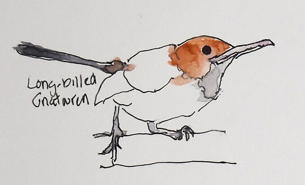 Long-billed Gnatwren