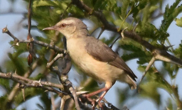 Long-billed Crombec