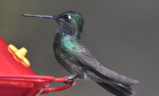Rivoli's Hummingbird