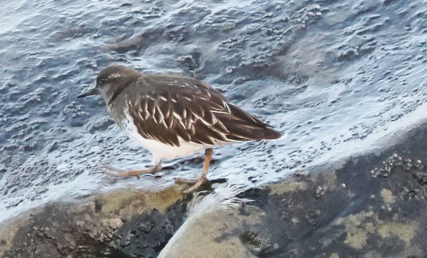 Black Turnstone