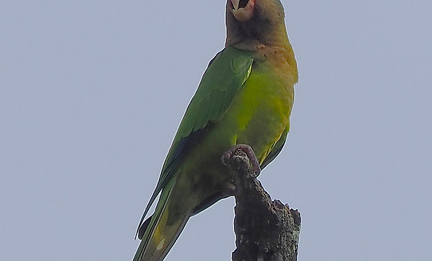 Orange-fronted Parakeet