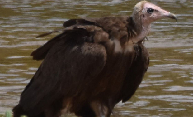 Hooded Vulture