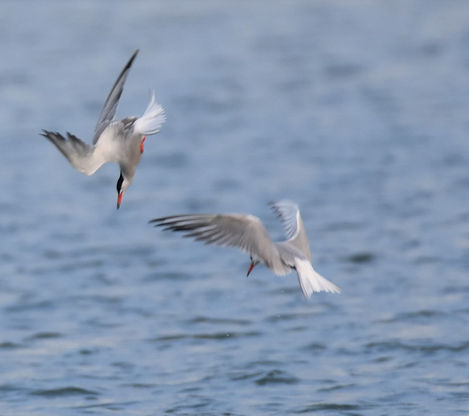 Roseate Tern