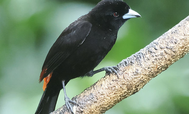 Scarlet-rumped Tanager