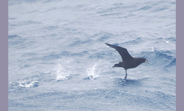 White-chinned Petrel