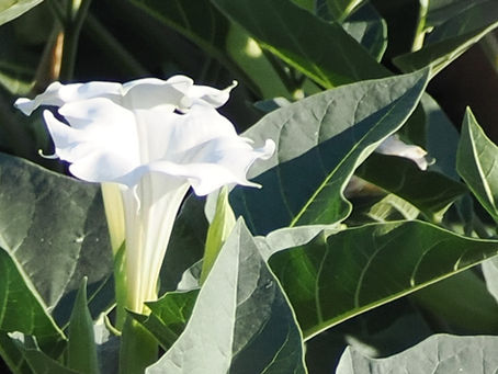 Flora in the Savanna