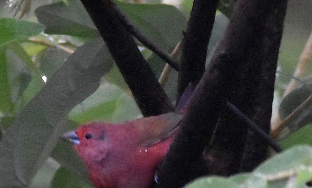 Jameson's Firefinch