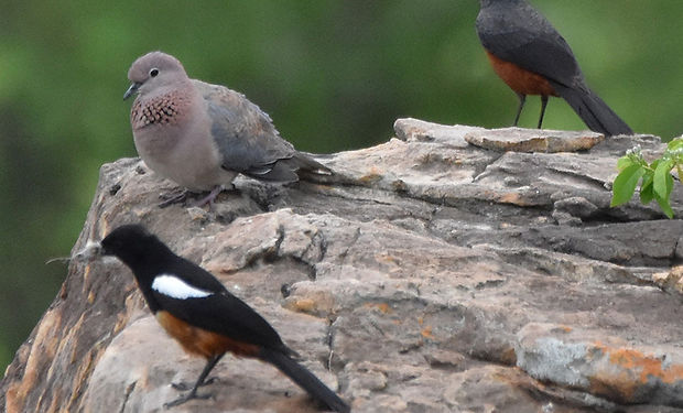 Mocking Cliff-Chat