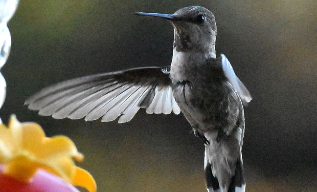 Broad-tailed Hummingbird