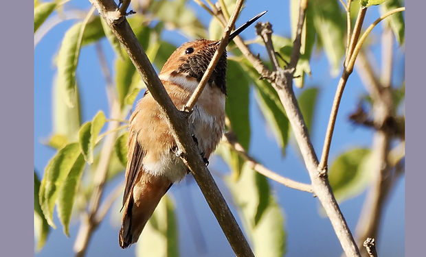 Allen's Hummingbird