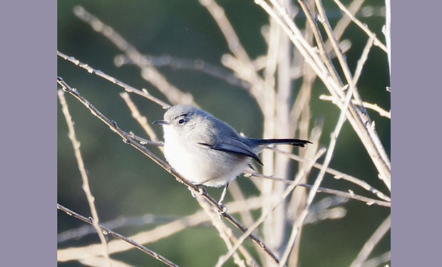 California Gnatcatcher