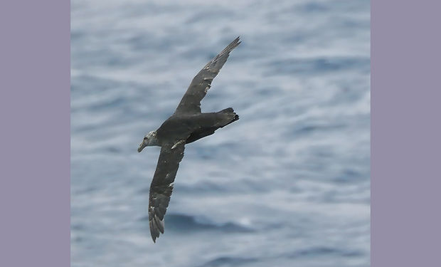 Southern Giant-Petrel