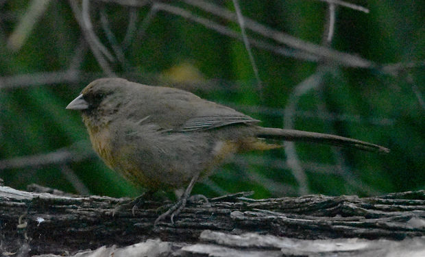 Abert's Towhee