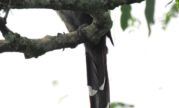 Common Squirrel-Cuckoo