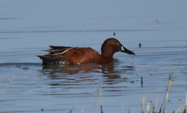 Cinnamon Teal