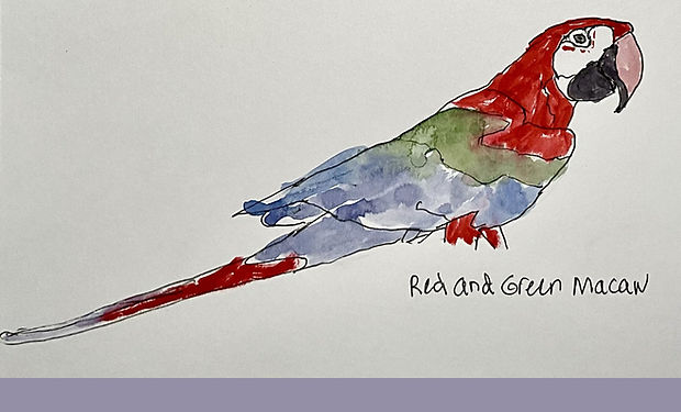 Red-and-green Macaw