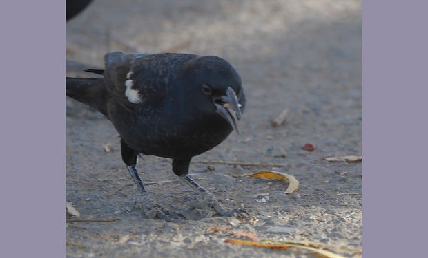 Tricolored Blackbird