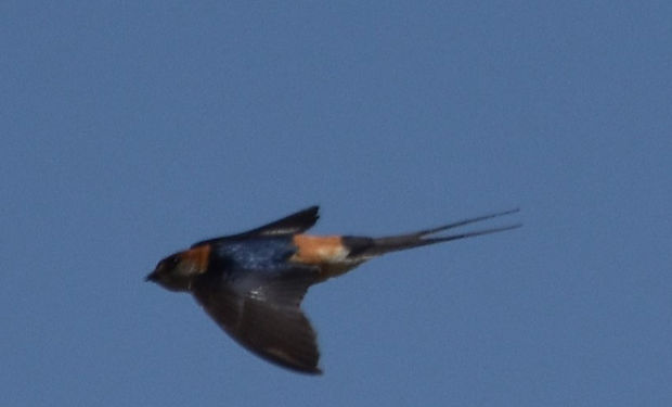 Rufous-chested Swallow