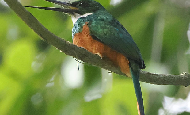 Rufous-tailed Jacamar