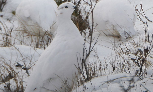 Willow Ptarmigan