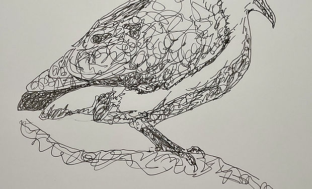 Tambourine Dove