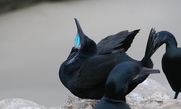 Brandt's Cormorant