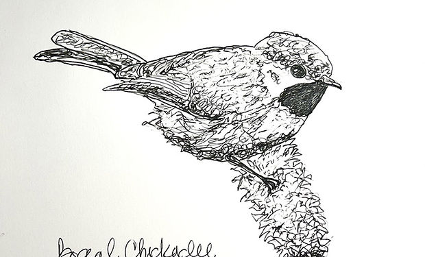 Boreal Chickadee