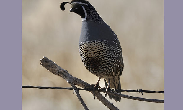 California Quail