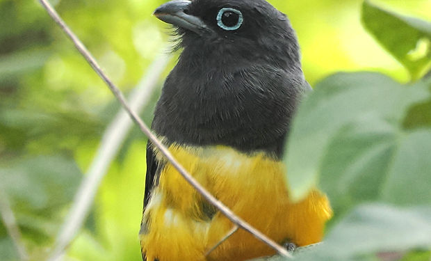 Black-headed Trogon