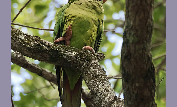 Blue-crowned Parakeet