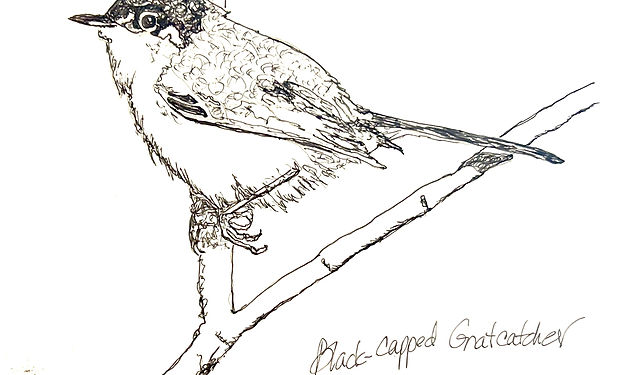 Black-tailed Gnatcatcher