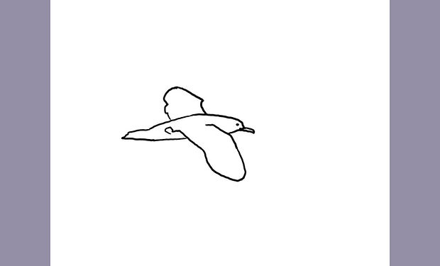 Tropical Shearwater