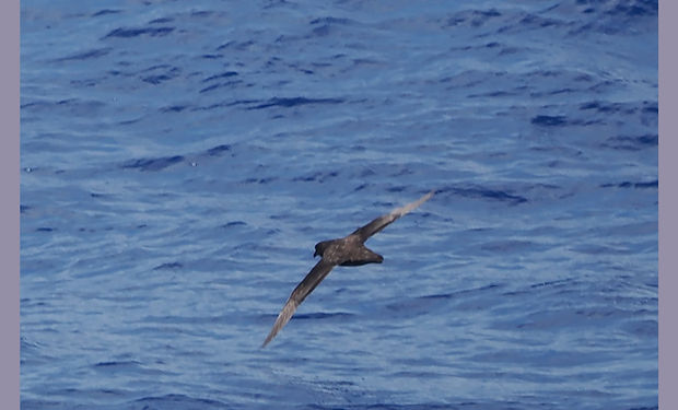 Great-winged Petrel