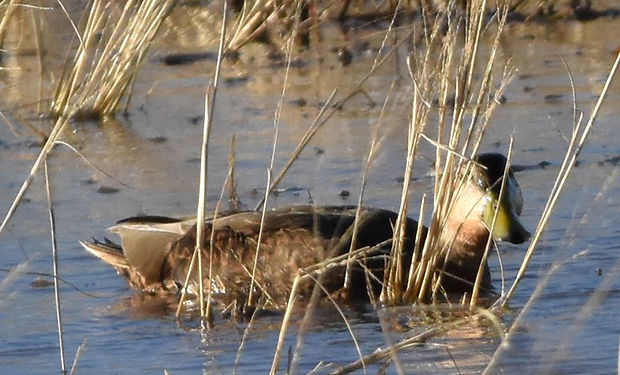 Mexican Duck