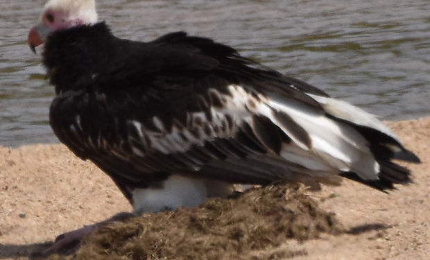 White-headed Vulture